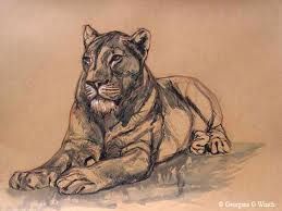 lioness.jpg